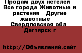 Продам двух нетелей - Все города Животные и растения » Другие животные   . Свердловская обл.,Дегтярск г.